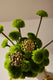 Brinco Bouquet